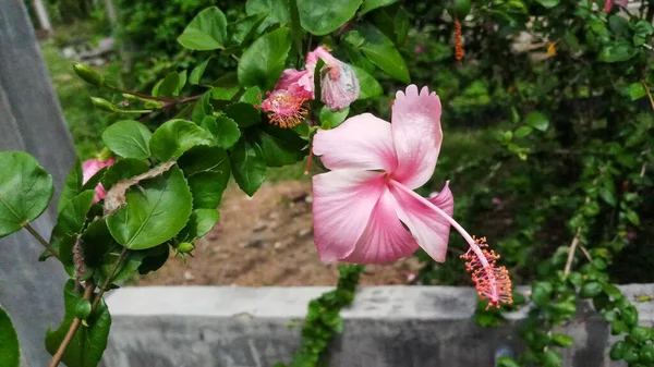 Рожевий Гібіскус Квіти Тлі Дерев Листя — стокове фото