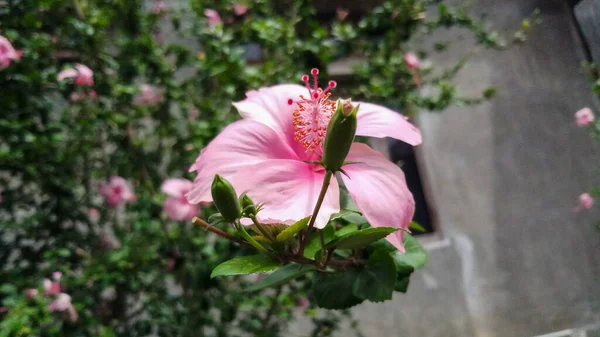 Rózsaszín Hibiszkusz Virágok Ellen Háttér Fák Levelek — Stock Fotó