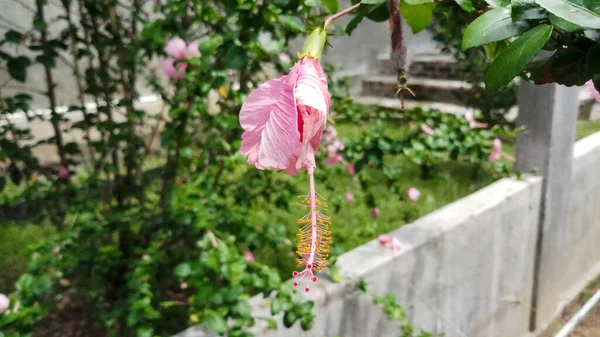 Рожевий Гібіскус Квіти Тлі Дерев Листя — стокове фото
