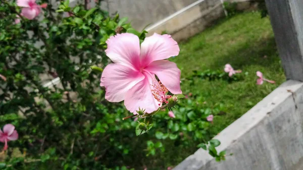 Różowe Kwiaty Hibiskus Tle Drzew Liści — Zdjęcie stockowe