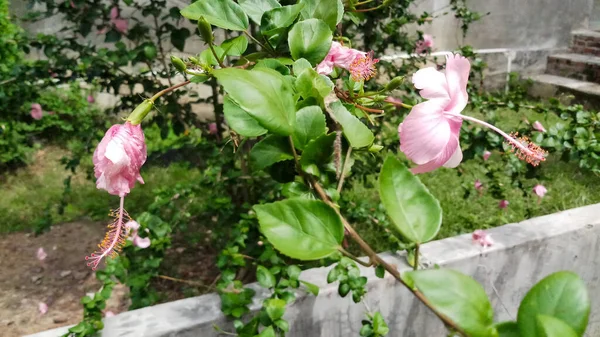Flores Rosadas Hibisco Contra Fondo Árboles Hojas — Foto de Stock