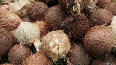 Soyulmuş Eski Hindistan Cevizi Yığını Kahverengi Cilt