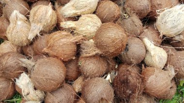 Soyulmuş Eski Hindistan Cevizi Yığını Kahverengi Cilt