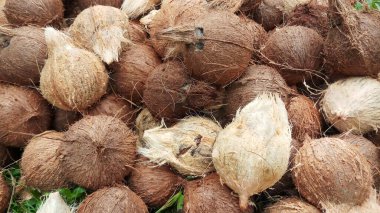 Soyulmuş Eski Hindistan Cevizi Yığını Kahverengi Cilt