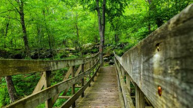 Delaware Ormanı 'nda tahta köprü.
