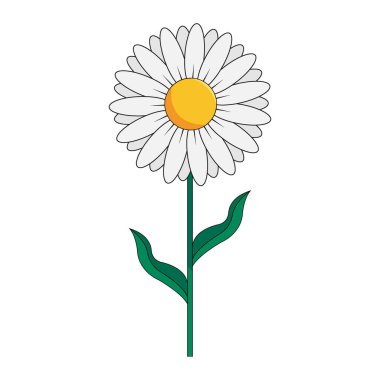 beyaz arkaplan ile papatya çiçeği clipart vektör tasarımı