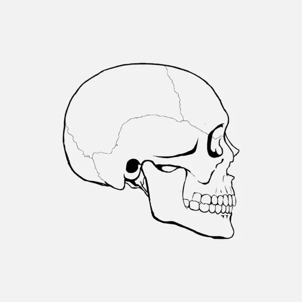人間の頭蓋骨ベクトル 人間の頭蓋骨イラスト — ストックベクタ