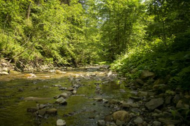 Yazın, Karpat ormanlarında, yeşil ağaçların arasında, bazıları yosunla kaplanmış taşlar görebileceğiniz sığ bir nehir akar.