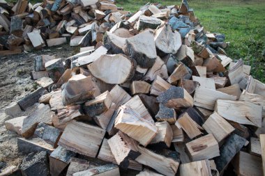 Kırık kayın ağacı bir sonbahar günü yığınla odun yığar.