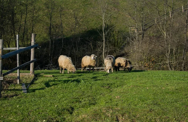 Πρόβατα Στο Χωράφι Χύνουν Γρασίδι Φθινόπωρο — Φωτογραφία Αρχείου