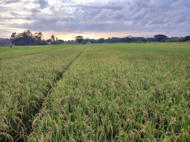 Tayland 'da çeltik tarlası ve gökyüzü
