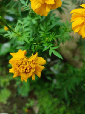 Tagetes erecta (