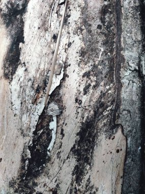 Ağaç kabuğu deseni, ağacın pürüzsüz dokusudur. Arkaplan ahşap işi için, kahverengi ahşap kabuk