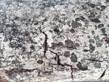 Ağaç kabuğu deseni, ağacın pürüzsüz dokusudur. Arkaplan ahşap işi için, kahverengi ahşap kabuk