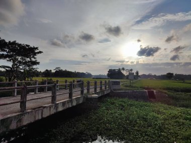 Pirinç tarlalarının ortasındaki köprü ve nehir.