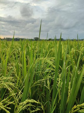 Tarım alanında olgun pirinç. Tarım arazisindeki pirincin doğal arka planı. seçici odak