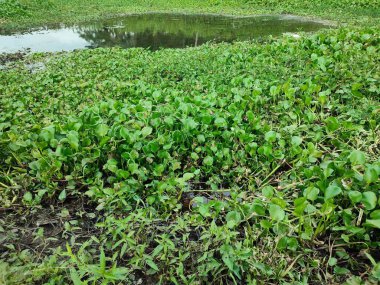Suyun üzerindeki sıradan su sümbülü.