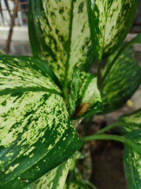 Dieffenbachia Seguine, yeşil yapraklı tropikal bitkiler..