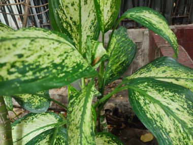 Dieffenbachia Seguine, tropical plants with beautiful texture green leaves. clipart