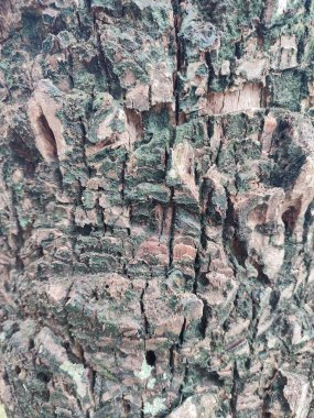 Tahta bir kabuğa yakın.