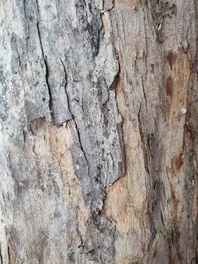 desen, desen, ağaç gövdesi damarları bir yuvada