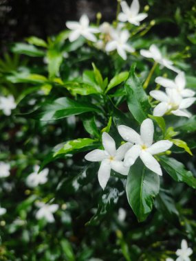Küçük, beyaz, güzel, beyaz Gardenya jasminoides, Tabernaemontana divaricata (Apocynaceae), yaygın olarak kanat çiçeği, crape yasemin olarak bilinir.