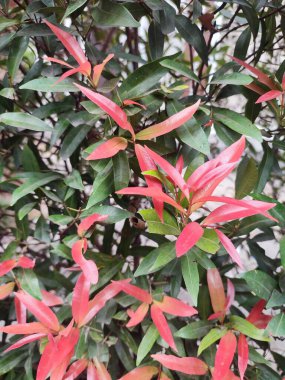 the Syzygium myrtifolium plant is an anti-pollution plant that can absorb carbon dioxide higher than other trees, judging from the rate of photosynthesis and lead content clipart