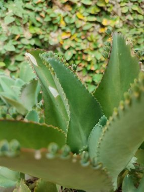 Kalanchoe pinnata green tiny plantlets around edges of parent plant. Kalanchoe Mother of Thousands , macro, close up. Bryophyllum Laetivirens leaves clipart