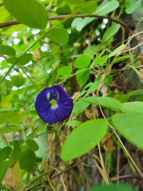 Bahçedeki mavi çiçek