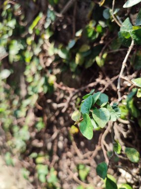 Duvara yapışan ya da sürünen yaprakların fotoğrafı. Yapraklar Ficus Pumila olarak bilinir.