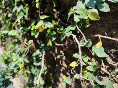 Duvara yapışan ya da sürünen yaprakların fotoğrafı. Yapraklar Ficus Pumila olarak bilinir.