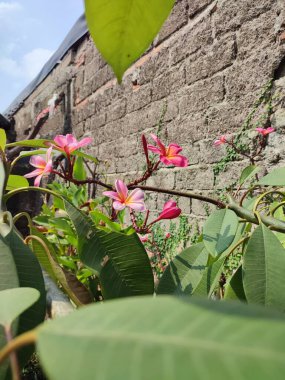 Plumeria, Frangipani, Tapınak ağacı, Güzel bekar Plumeria çiçeği yakın plan