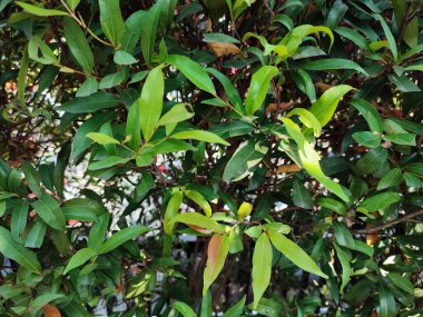 yeşil yapraklar, bitkiler ve yapraklar