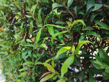 Bahçede yeşil yapraklar