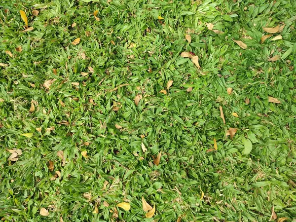 stock image Seamless green grass texture and background. the grass in the morning