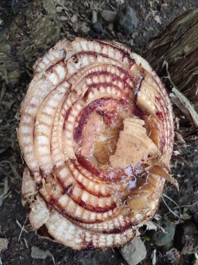 Bahçede kesilmiş muz ağaçları.