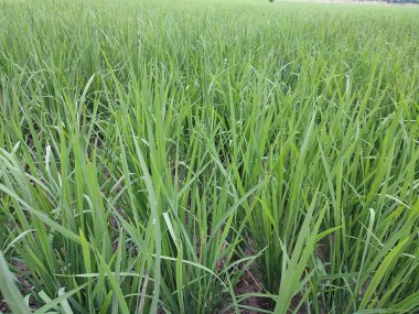 yeşil çimenli pirinç bitkisi