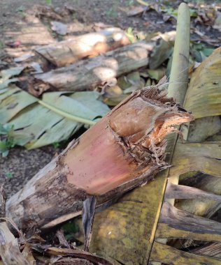 Bahçede taze kesilmiş muz ağacı, muz yaprakları ve sapları