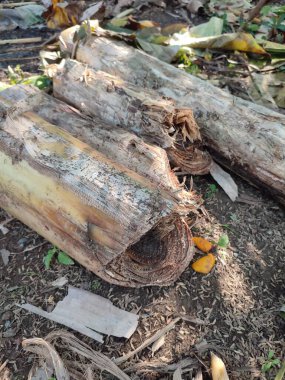 Bahçede taze kesilmiş muz ağacı, muz yaprakları ve sapları