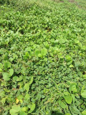 Ormandaki yabani bitkilerin dokusu veya deseni, Yağmur Ormanları ekosistemi ve sağlıklı çevre konsepti ve geçmişi