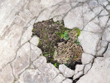 Kırık parçalar yosunla kaplanana kadar duvarlar zarar görür ve kırılır.