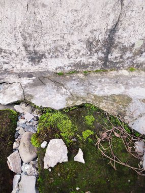 Kırık parçalar yosunla kaplanana kadar duvarlar zarar görür ve kırılır.