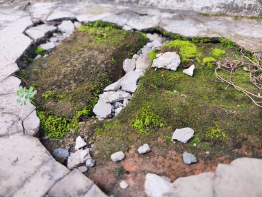 Kırık parçalar yosunla kaplanana kadar duvarlar zarar görür ve kırılır.