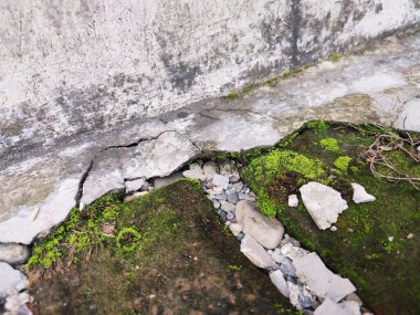 Kırık parçalar yosunla kaplanana kadar duvarlar zarar görür ve kırılır.