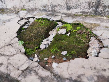 Kırık parçalar yosunla kaplanana kadar duvarlar zarar görür ve kırılır.
