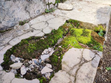 Kırık parçalar yosunla kaplanana kadar duvarlar zarar görür ve kırılır.