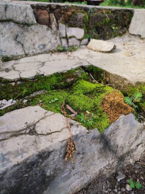 Kırık parçalar yosunla kaplanana kadar duvarlar zarar görür ve kırılır.