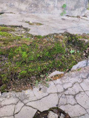 Kırık parçalar yosunla kaplanana kadar duvarlar zarar görür ve kırılır.