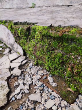 Kırık parçalar yosunla kaplanana kadar duvarlar zarar görür ve kırılır.