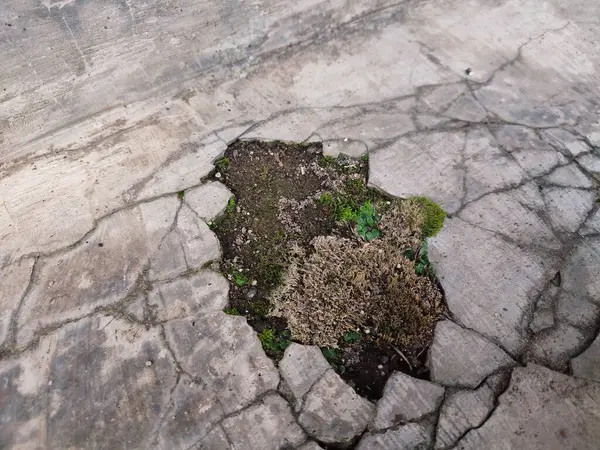 Kırık parçalar yosunla kaplanana kadar duvarlar zarar görür ve kırılır.